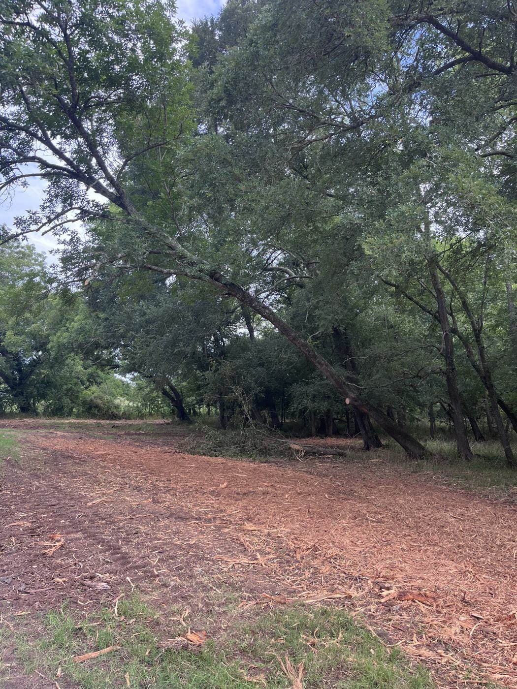 A lane mulched through thick trees.